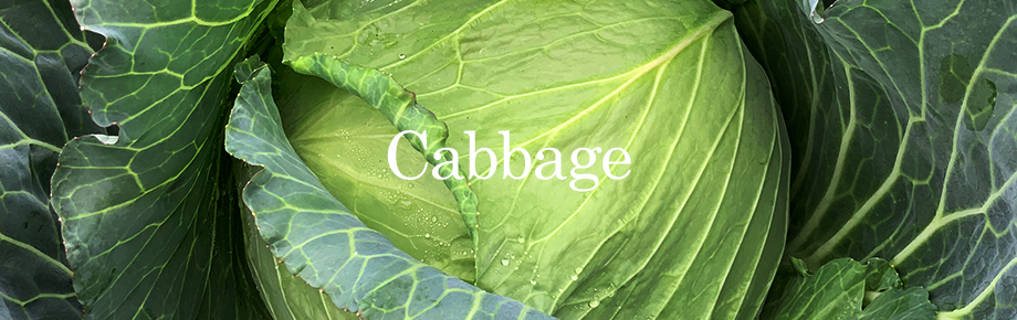 cabbage