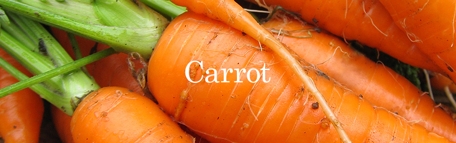 carrot