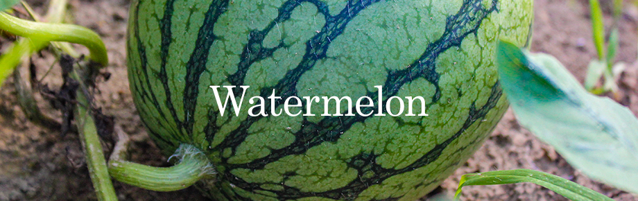 water melon