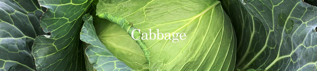 cabbage