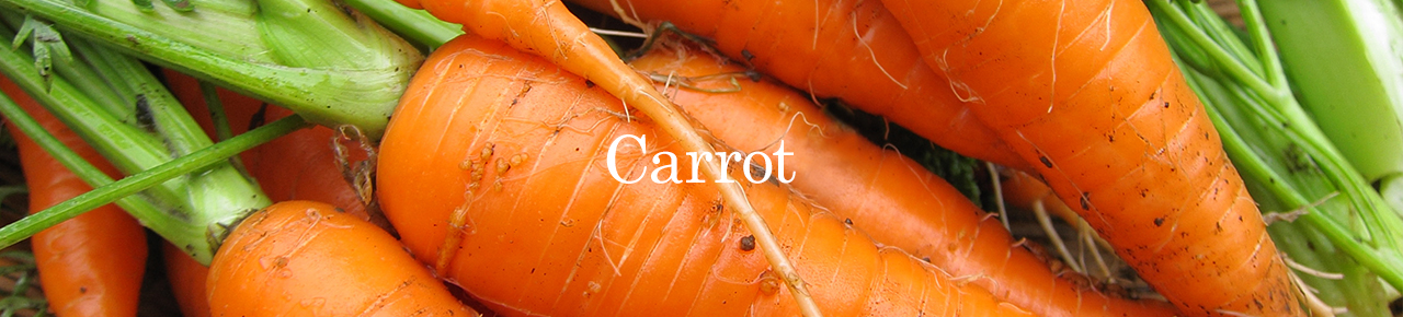 carrot