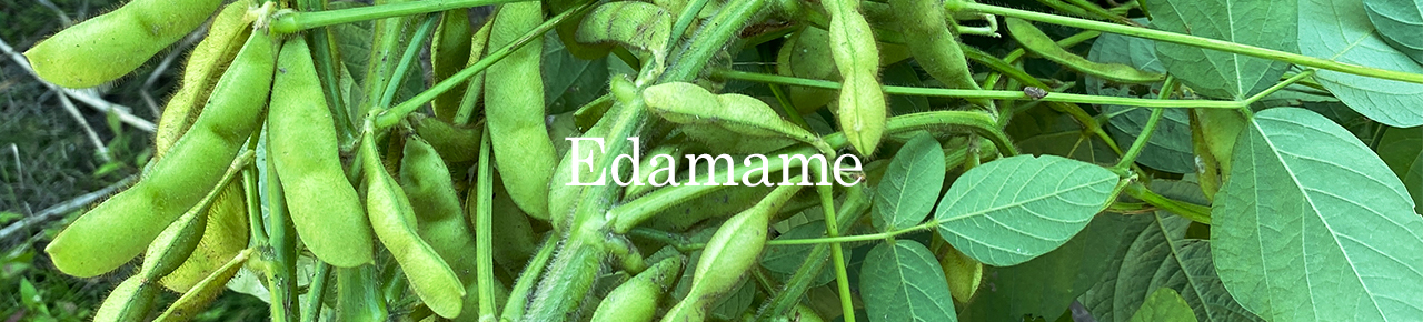 edamame