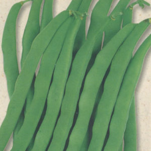 丸莢尺五寸菜豆