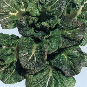 アサヒ 新生三池高菜