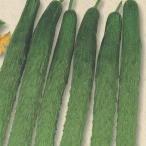 四葉(スーヨー)胡瓜