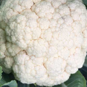 野崎早生花椰菜