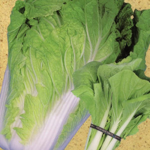 アサヒ 早生うま白菜