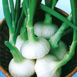 伝統野菜 愛知早生白玉葱