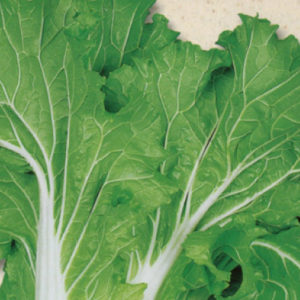 半結球山東白菜