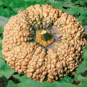 伝統野菜 愛知縮緬南瓜
